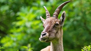 Steingeiß im Wildpark